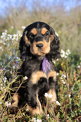 Image showing puppy cocker spaniel