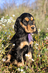 Image showing puppy english cocker