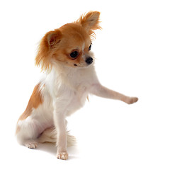 Image showing puppy chihuahua and paw