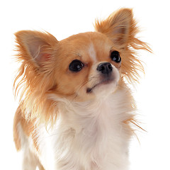 Image showing portrait of chihuahua