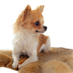 Image showing chihuahua on a fur