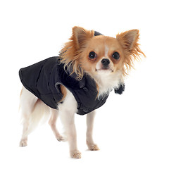 Image showing dressed chihuahua