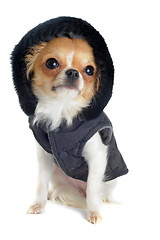 Image showing dressed chihuahua