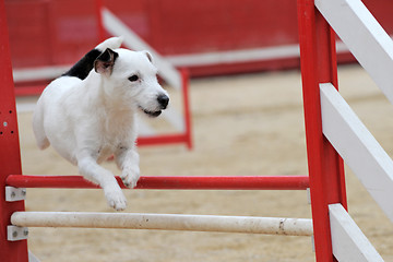 Image showing jack russel terrier in agility