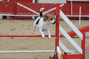 Image showing beagle in agility