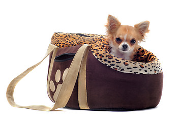 Image showing travel bag and chihuahua