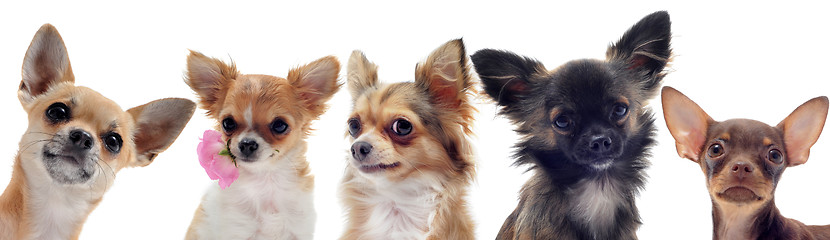 Image showing group of  chihuahua