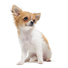 Image showing puppy chihuahua