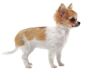 Image showing puppy chihuahua