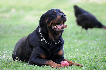 Image showing rottweiler and ball