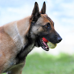 Image showing malinois and balls