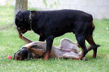 Image showing malinois and rottweiler