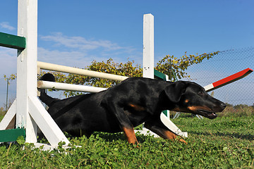 Image showing puppy beauceron in agility