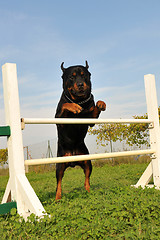 Image showing rottweiler in agility