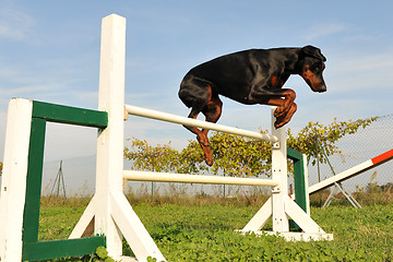 Image showing doberman in agility