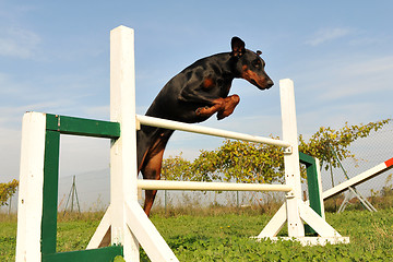 Image showing doberman in agility