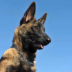 Image showing puppy malinois