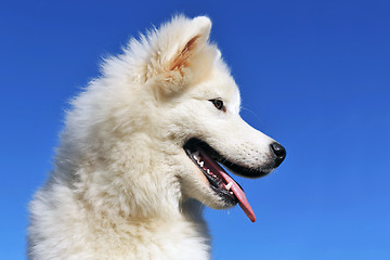 Image showing puppy samoyed dog