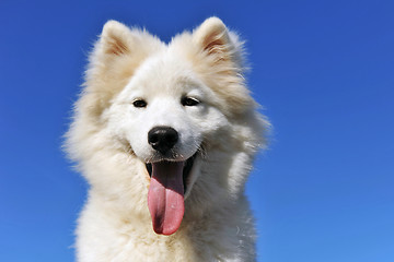 Image showing puppy samoyed dog