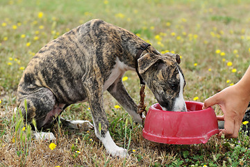 Image showing drinking puppy whippet