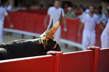 Image showing horns of bull