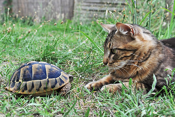 Image showing Tortoise and cat