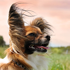 Image showing papillon dog