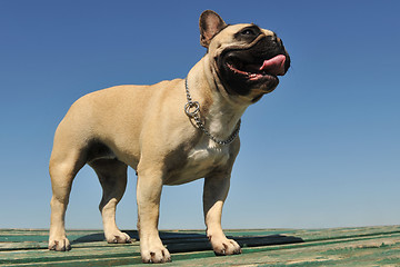 Image showing french bulldog 