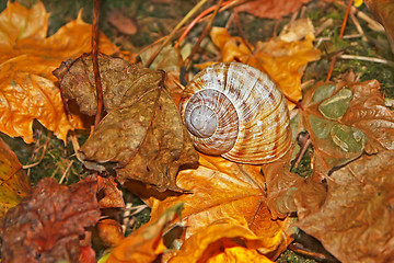 Image showing Shell on falling leaves