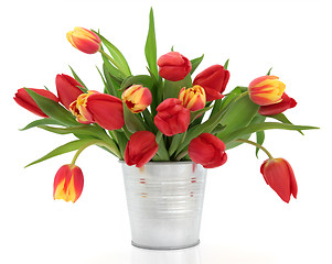 Image showing Spring Tulips