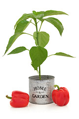 Image showing Red Pepper Plant