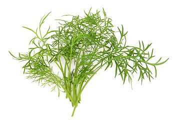 Image showing Dill  Herb Leaf Sprig