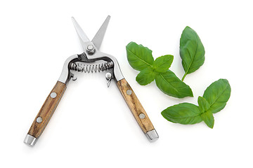 Image showing Basil Herb and Secateurs