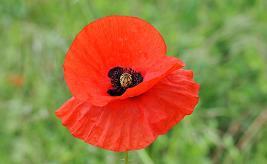 Image showing poppy