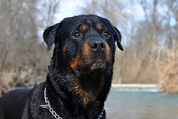 Image showing wet rottweiler