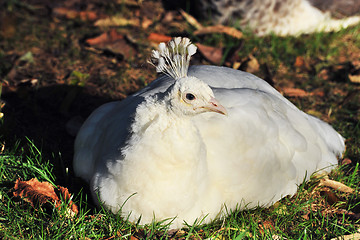 Image showing white Peafowl