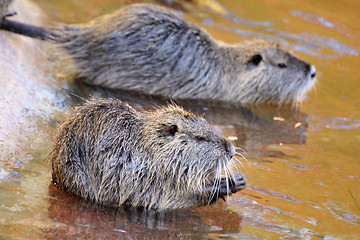 Image showing nutria