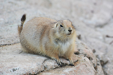 Image showing prairie dog