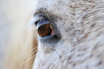 Image showing eye of horse