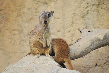Image showing suricates