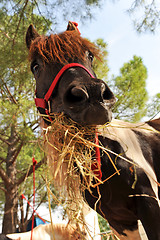 Image showing pony and hay