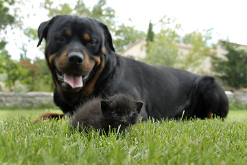 Image showing  kitten and rottweiler