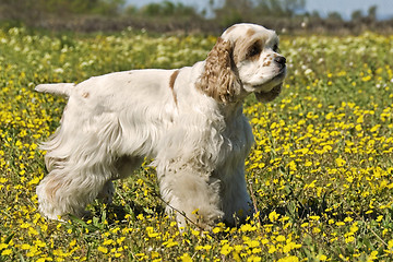 Image showing american cocker