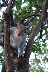 Image showing SQUIRREL 1