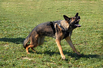 Image showing aggressive german shepherd