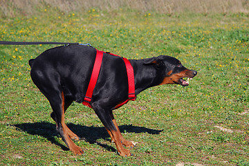 Image showing dangerous doberman