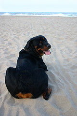 Image showing rottweiler on the beach