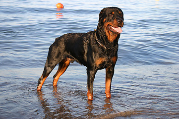 Image showing rottweiler in the sea