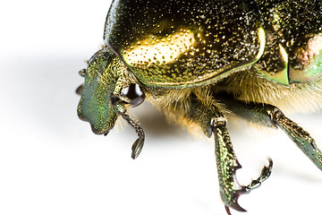 Image showing iridescent colorful bug in close up