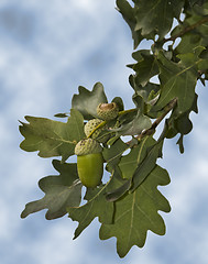 Image showing Oak tree